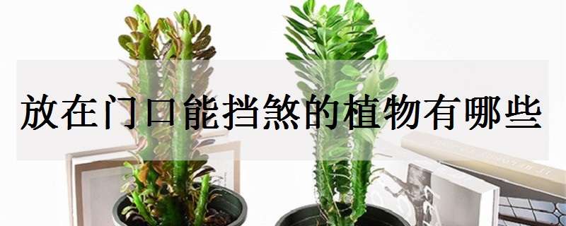 放在门口能挡煞的植物有哪些 门口放什么植物可以挡煞