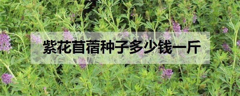 紫花苜蓿种子多少钱一斤（紫花苜蓿）