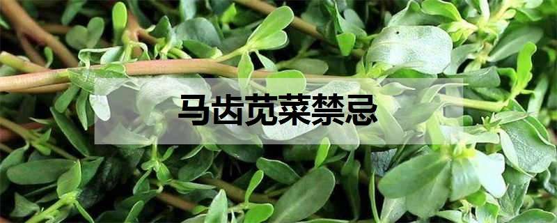 马齿苋菜禁忌