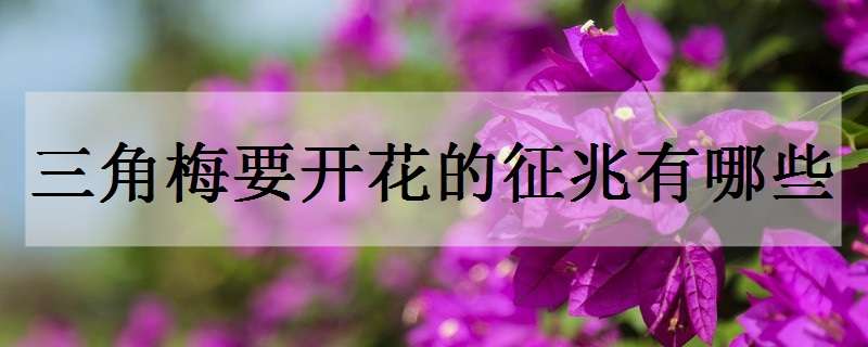 三角梅要开花的征兆有哪些（三角梅一般在什么情况下会开花）