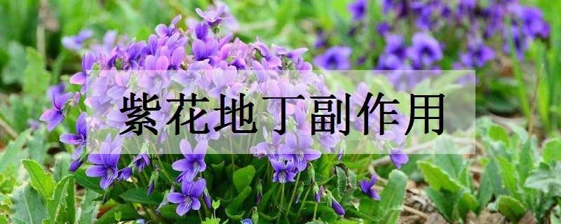 紫花地丁副作用