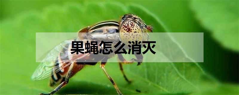 果蝇怎么消灭 