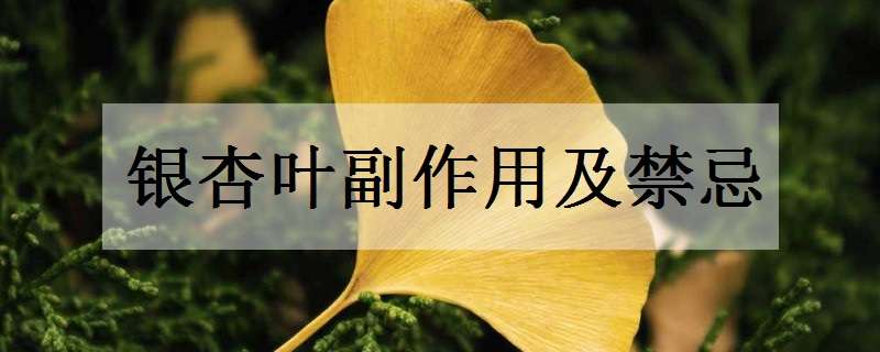 银杏叶副作用及禁忌有哪些（银杏叶的副作用和不良反应及使用禁忌）