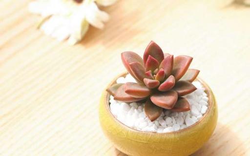 姬胧月冬季怎么养 姬胧月是冬型种还是夏型种