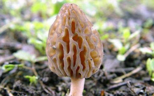 羊肚菌哪些人不宜吃 羊肚菌哪些人不宜吃癌