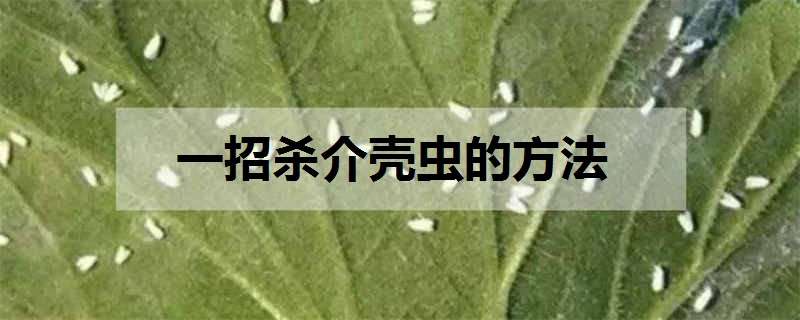 一招杀介壳虫的方法（杀介壳虫特效药）