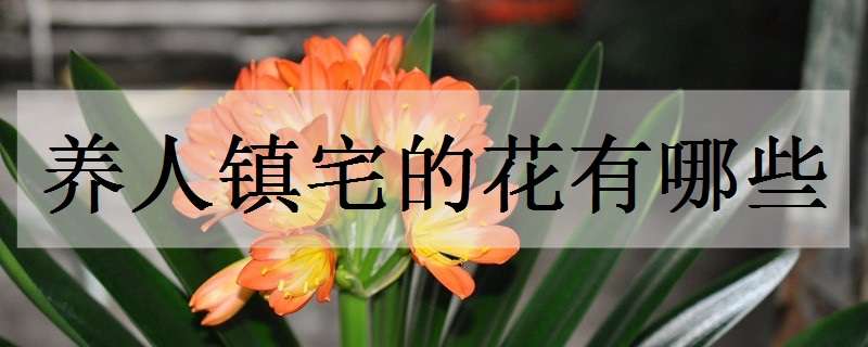 养人镇宅的花有哪些（养人镇宅的花有哪些花）