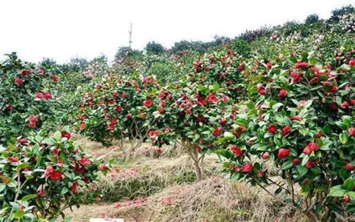 茶花的养殖方法和注意事项 月季花的养殖方法和注意事项