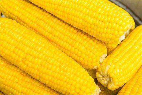 粘玉米是转基因的吗