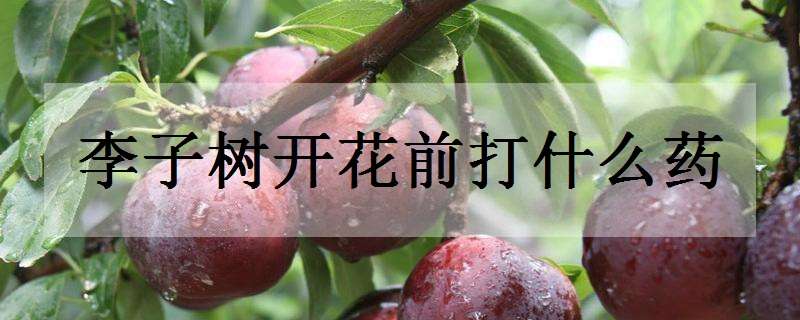 李子树开花前打什么药（李子树开花前打什么药防虫）