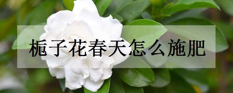 栀子花春天怎么施肥