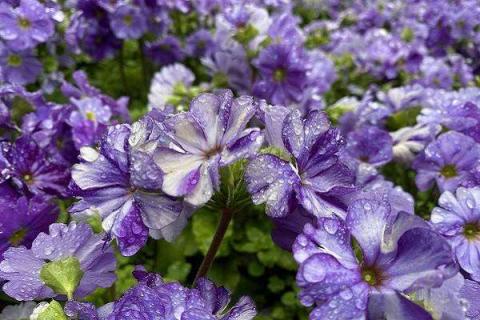 紫罗兰可不可以水培 水培紫罗兰怎样才能长得茂盛