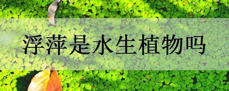 浮萍是水生植物吗（浮萍是水生植物吗为什么）