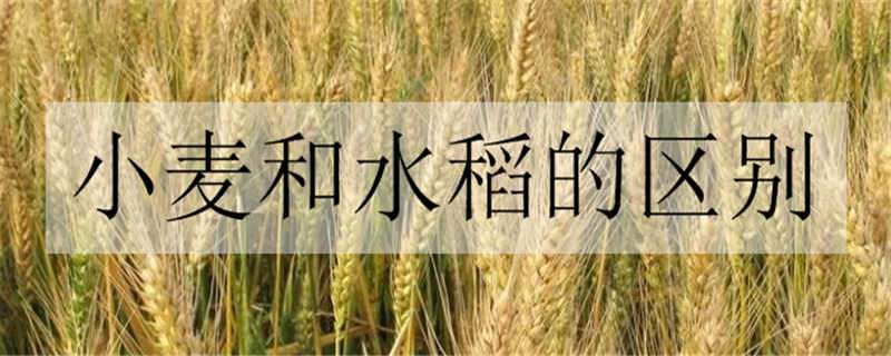 小麦和水稻的区别 小麦和水稻的区别,三大不同区分小麦与水稻