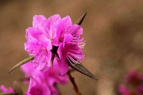 干杜鹃花泡多久能开花（干杜鹃花怎么泡水）