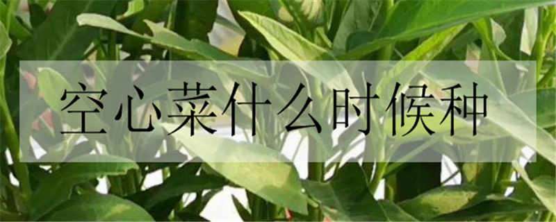 空心菜什么时候种 空心菜什么时候种植最好