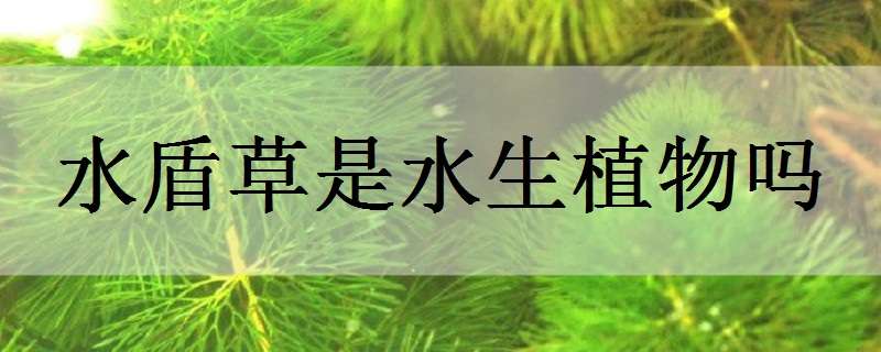 水盾草是水生植物吗（水盾草是水生植物吗百度百科）