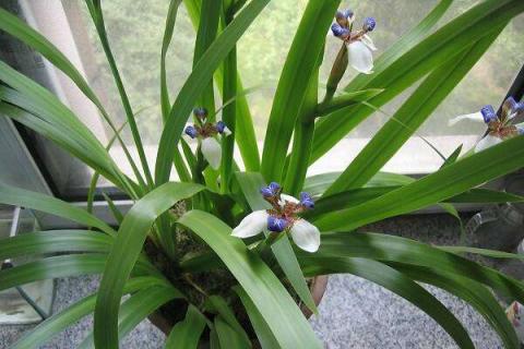 兰花开花后花茎怎么剪 兰花开后花茎剪不剪