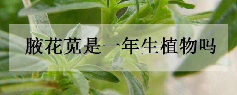 腋花苋是一年生植物吗 腋花苋是什么意思