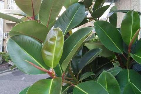 完全喜阴的室内植物有哪些（室内什么植物喜阴）