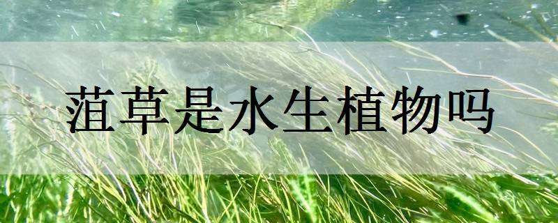 菹草是水生植物吗（水草是蕨类植物吗）