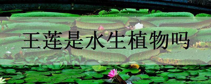 王莲是水生植物吗 王莲是浮水植物吗
