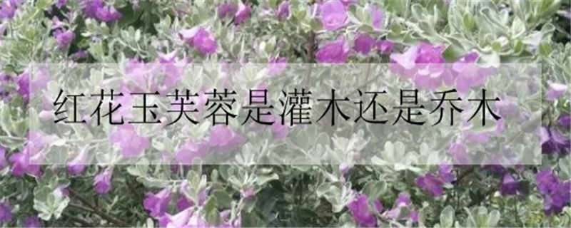 红花玉芙蓉是灌木还是乔木