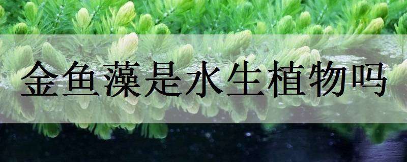 金鱼藻是水生植物吗 水生植物金鱼藻是什么植物