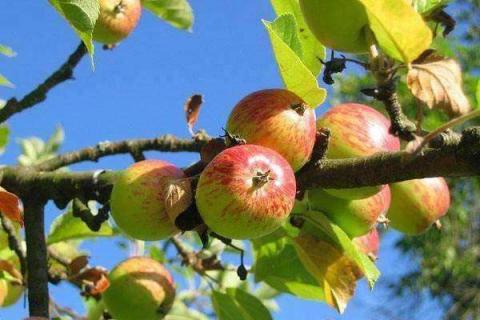 五月份的苹果能吃吗 5月份什么水果是正季