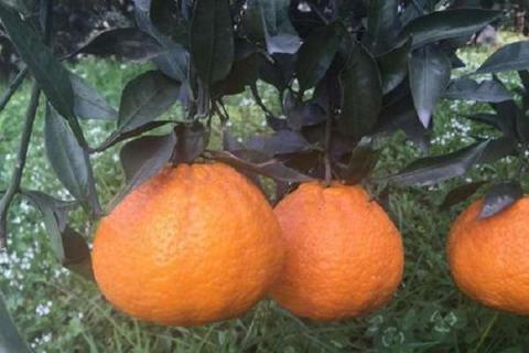 丑橘树几年结果（丑橘一般几年结果）