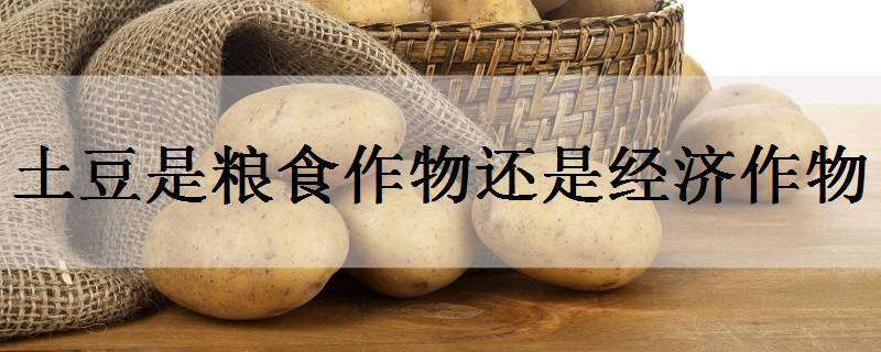 土豆是粮食作物还是经济作物（土豆是经济作物吗）