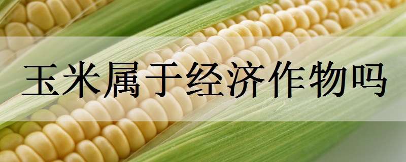 玉米属于经济作物吗 玉米属于经济作物吗