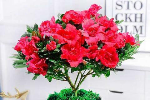 杜鹃花黄叶枯萎是怎么回事（杜鹃花花叶黄枯焦怎么回事?）