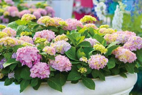 绣球花夏天40度怎么养（自带财气的五种花）