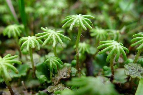 苔藓最快繁殖方法（苔藓最快繁殖方法百科）