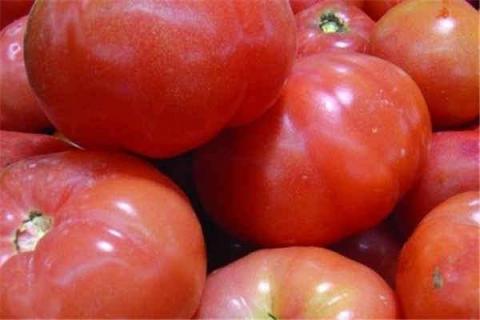 室内养西红柿的危害怎么养护 室内养西红柿的危害怎么养护视频