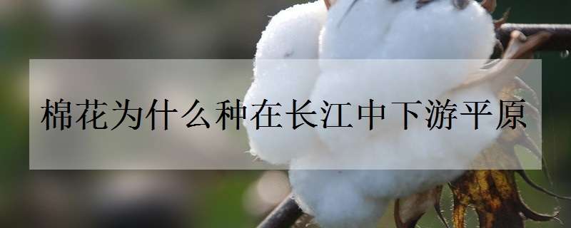 棉花为什么种在长江中下游平原 棉花的种植方式为什么