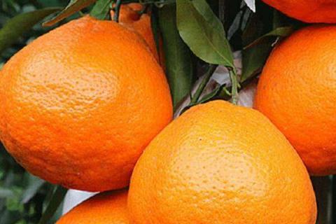 丑橘和粑粑柑哪个好吃（丑橘和粑粑柑哪个好吃一点）