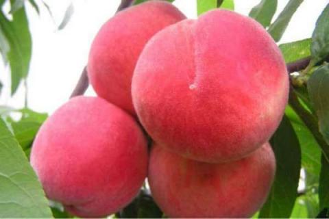 什么品种的水蜜桃最好吃 哪种水蜜桃最好吃