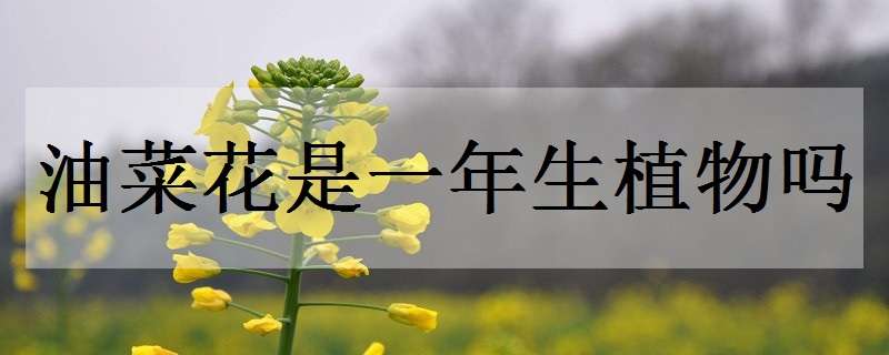 油菜花是一年生植物吗 油菜花是一年生植物吗为什么