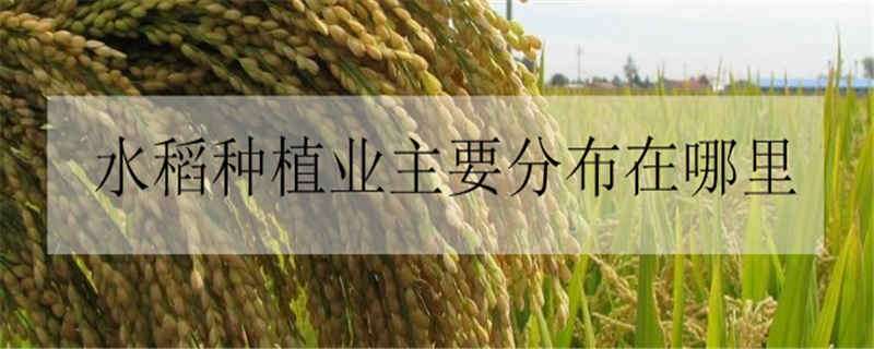 水稻种植业主要分布在哪里（水稻主要分布在哪里?）