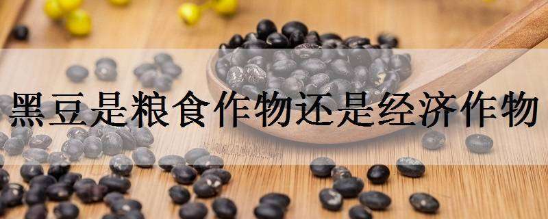 黑豆是粮食作物还是经济作物 黑豆属于谷物吗