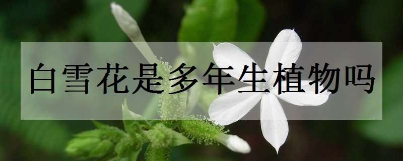 白雪花是多年生植物吗 白雪花是多年生植物吗为什么