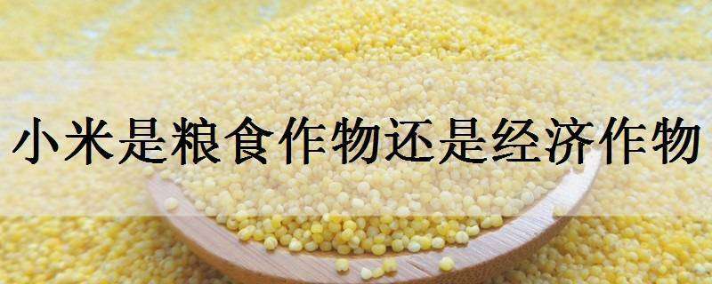 小米是粮食作物还是经济作物 小米是粮食作物还是经济作物呢