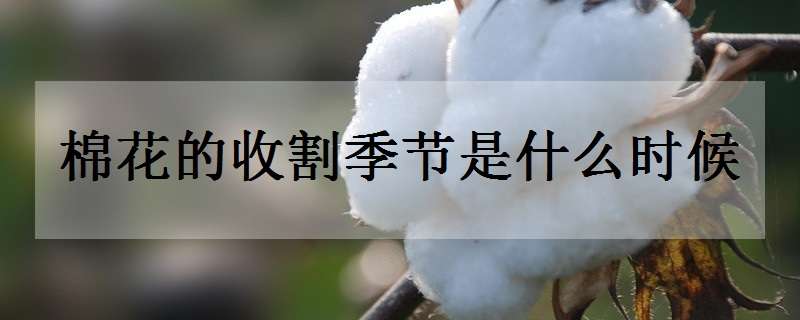 棉花的收割季节是什么时候（棉花收割期）