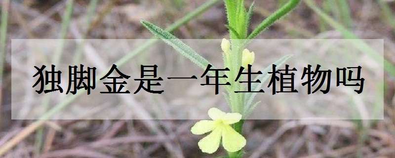 独脚金是一年生植物吗 独脚金是野生还是种植的