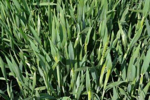 冬小麦施肥的最佳时间 冬小麦什么时候施苗肥