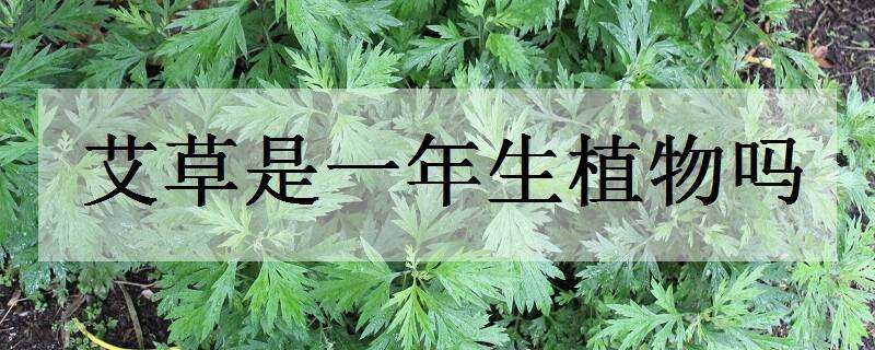 艾草是一年生植物吗 艾草是一年生植物吗图片