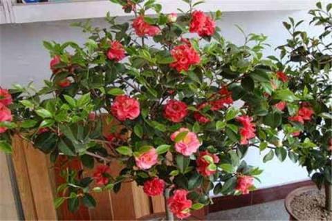 茶花掉叶子的补救方法（茶花掉叶子的补救方法掉光了还能活吗）