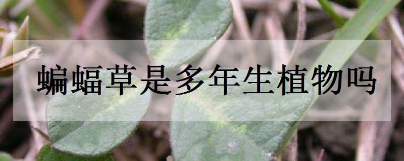 蝙蝠草是多年生植物吗（蝙蝠草是多年生植物吗图片）